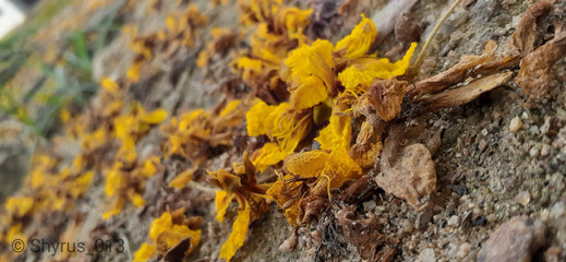 lichen on stone