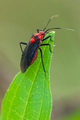 Fototapeta premium Beautiful red bug with black wings sits on the tip of a green leaf on a blurred natural background. Plant bug, leaf bug, grass bug. Miridae, Capsidae