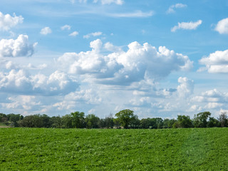 An alflalfa hay field with trees in the background and a big blue sky with cumulus clouds.