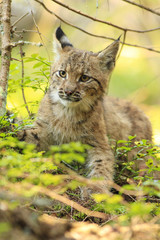 Naklejka na ściany i meble Wild cat Lynx in the nature forest habitat, in pine tree forest,nice portrait close up .
