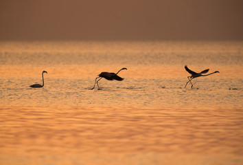 Greater Flamingos takeoff during sunrise at Asker, Bahrain