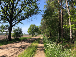 Bicycle path around Bentelo in The Netherlands