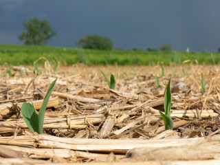 Sprouts of field corn emerging after no-till planting into a field of corn stalks and cover crops...