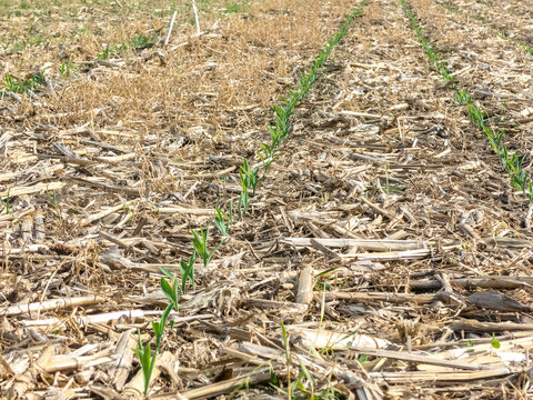 Rows Of Field Corn Sprouting In A Field That Was Planted With No Tillage Into Corn Stalks And Cover Crops In A Sustainable Manner.