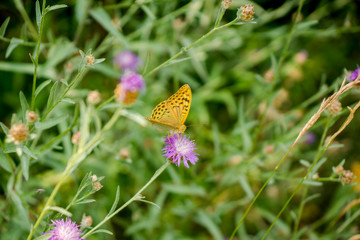 Beautiful butterfly on a flower