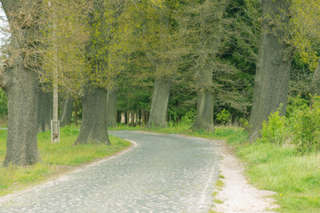 Fototapeta na wymiar Brukowana, leśna droga.