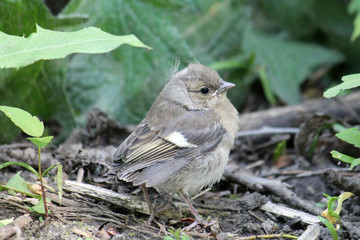 Chick of chaffinch (Fringilla coelebs) in wild. May, Belarus