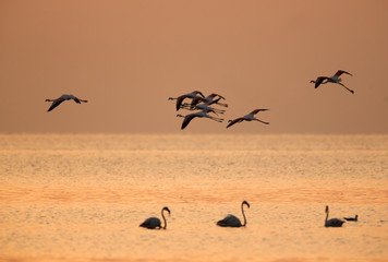 Greater Flamingos flying during sunrise at Asker, Bahrain
