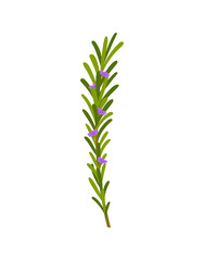 green rosemary sprig with flowers on white