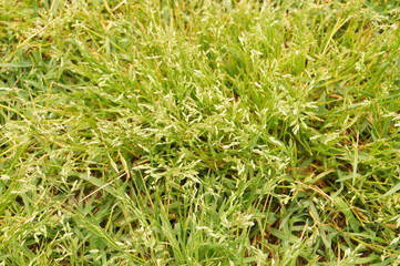 Green grass with seeds. Time to mow the lawn.