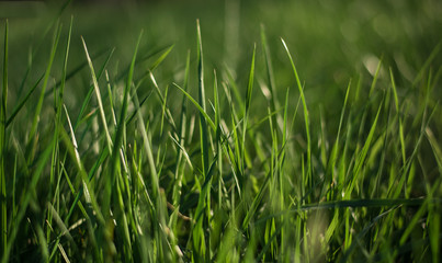 Abstract natural backgrounds with green grass and beauty bokeh