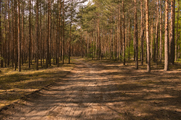 Droga w sosnowym lesie.