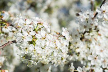 blooming cherry in the spring garden. Bloom close up. White flowers of cherry blossomed. Orchard
