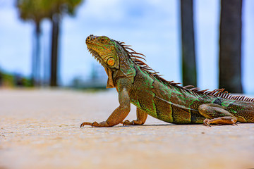 Fototapeta premium Iguana iguana, also known as the American iguana. Close-up of the head of an iguana.
