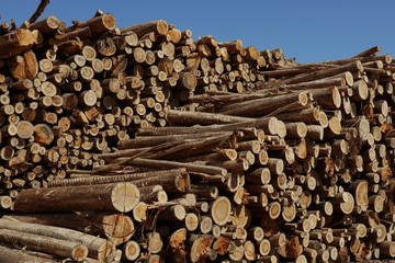 stack of firewood