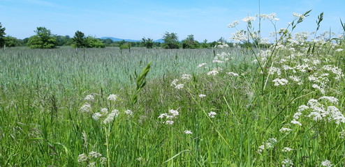grass and flowers