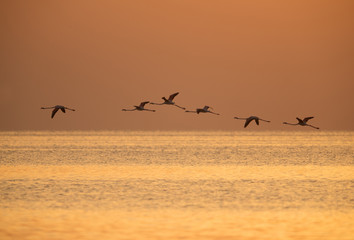 Greater Flamingos flying in the morning, Asker, Bahrain