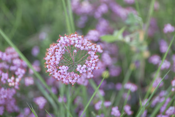 Close-up of pink wild flower, Erica umbellata.