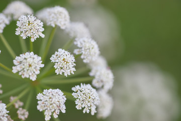 Close-up of wild white flower in green background, Daucus carota.