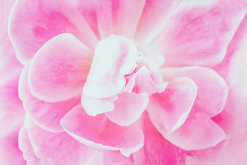 Pink floral background. Pink flower peony, soft focus