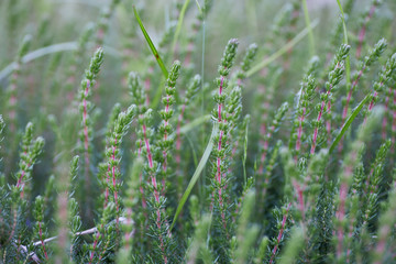 Close-up of wild green colored plant, Erica umbellata.