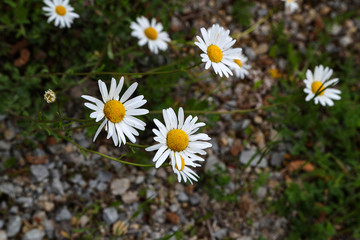 Obraz premium A group of white daisies in the meadow