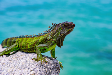 Green iguana - Latin Iguana iguana, also known as the American iguana. - obrazy, fototapety, plakaty