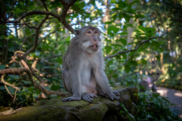 Naklejka na ściany i meble Monkey sitting on a stone wall in Monkey Forest park, Ubud, Bali
