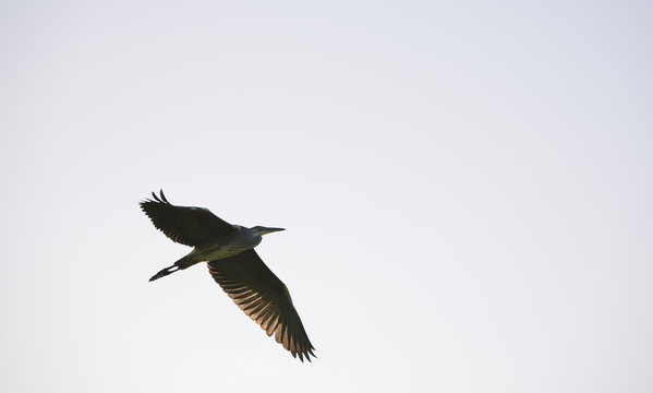 Herron flying at wheldrake ings near york, england, uk