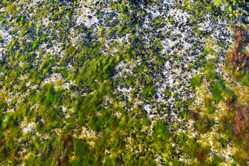 Fototapeta na wymiar Slippery green algae grow on a plate in the tidal zone under the sun.