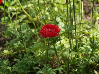 garden rose Gloria of different colors in the garden blooms very beautifully