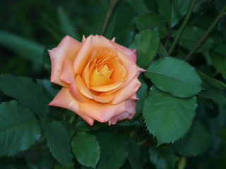 garden rose Gloria of different colors in the garden blooms very beautifully
