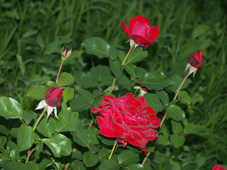 садовая роза Глория разных цветов в саду очень красиво цветет