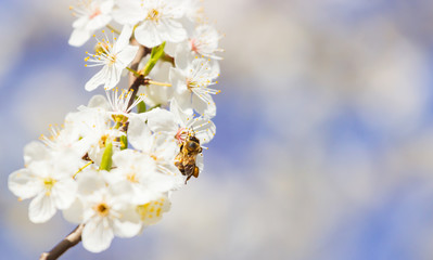 Fototapeta na wymiar Spring blooming sakura cherry flowers branch
