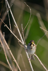 Thrush Bird in Wheldrake Ings near York while bird watching