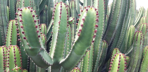cactus in the desert