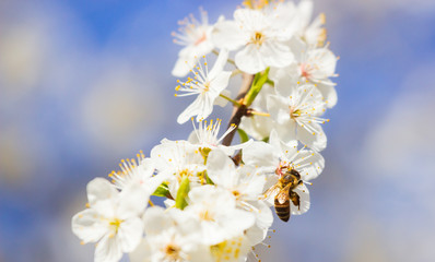 Fototapeta na wymiar Bee flying, bee on the flower,