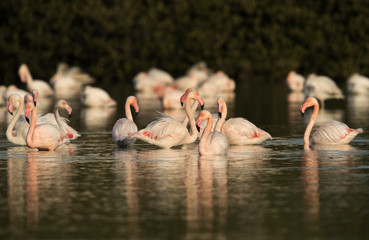 Greater Flamingos at Tubli bay, Bahrain