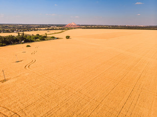 Fototapeta na wymiar Aerial view of wheat field. Beautiful agricultural texture or background of summer agriculture landscape.