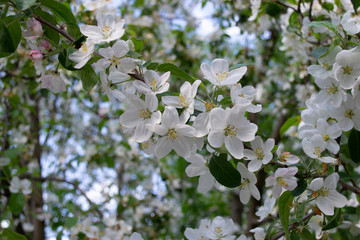 Beautiful spring blooming Apple trees. Delicate white flower petals. 