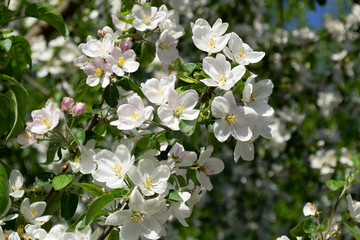 Beautiful spring blooming Apple trees. Delicate white flower petals. 