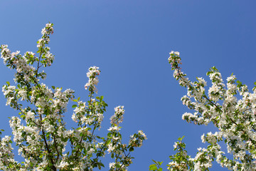 Blooming branches of an Apple tree against the background of a spring blue sky.