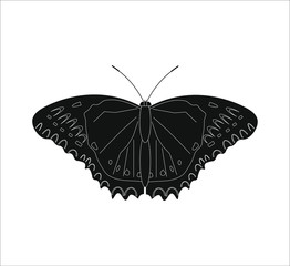 Fototapeta na wymiar butterfly cethosia biblis. illustration for web and mobile design.