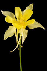 Yellow flower of aquilegia, blossom of catchment closeup, isolated on black background