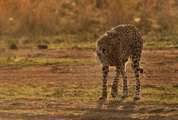 Cheetah shaking its head to get rid of water, Masai Mara