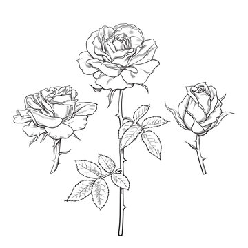 Rose flower set. Hand drawn realistic open rosebuds. Vector illustration.