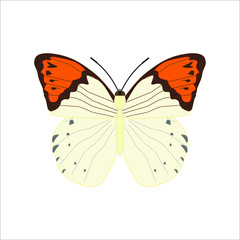 Fototapeta na wymiar hebomoia butterfly. illustration for web and mobile design.