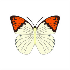 hebomoia butterfly. illustration for web and mobile design.