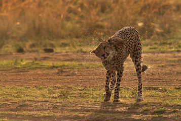 Cheetah shaking off water, Masai Mara