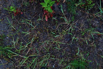 soil in the forest, texture